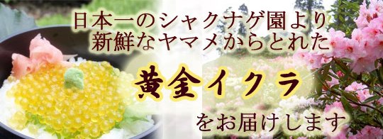 黄金イクラのオンラインショップ