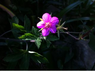 ゲンノショウコの花