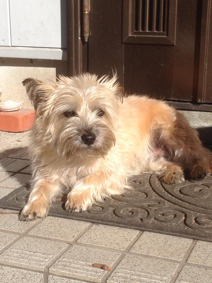 犬のテリー しゃくなげの森