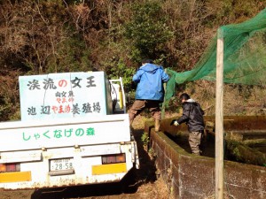 ヤマメの積み込み作業