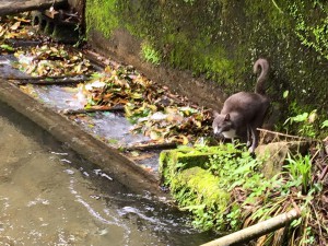 流れてくる小魚を狙うコウメ