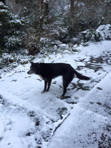 雪が降った