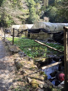 垂水へヤマメの輸送