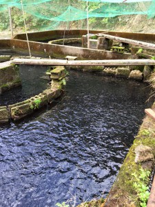 池辺やまめ養殖場