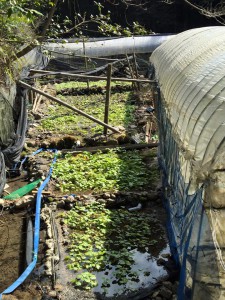 垂水へヤマメの輸送