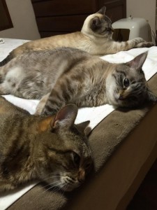 トラ、キキ、ララ