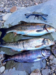 庭の渓流でヤマメ釣り