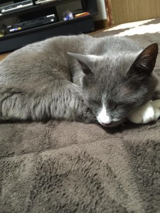 コウメ