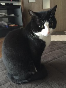 ソックス
