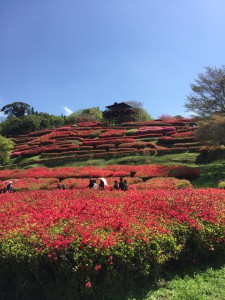 椎八重公園