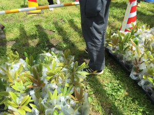 椎八重公園で苗木配布