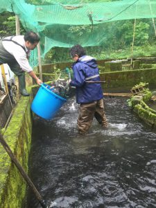 夏のヤマメ祭り準備作業