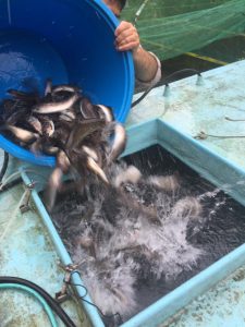 夏のヤマメ祭り準備作業