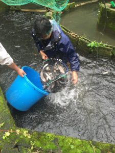 夏のヤマメ祭り準備作業