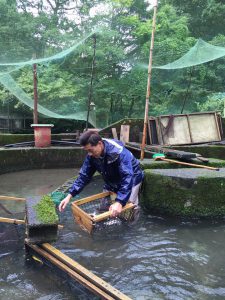 ヤマメ選別