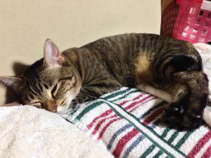 猫の寝顔に癒されます