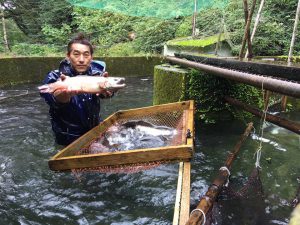 尺ヤマメの雌雄鑑別作業