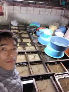 ヤマメの採卵作業
