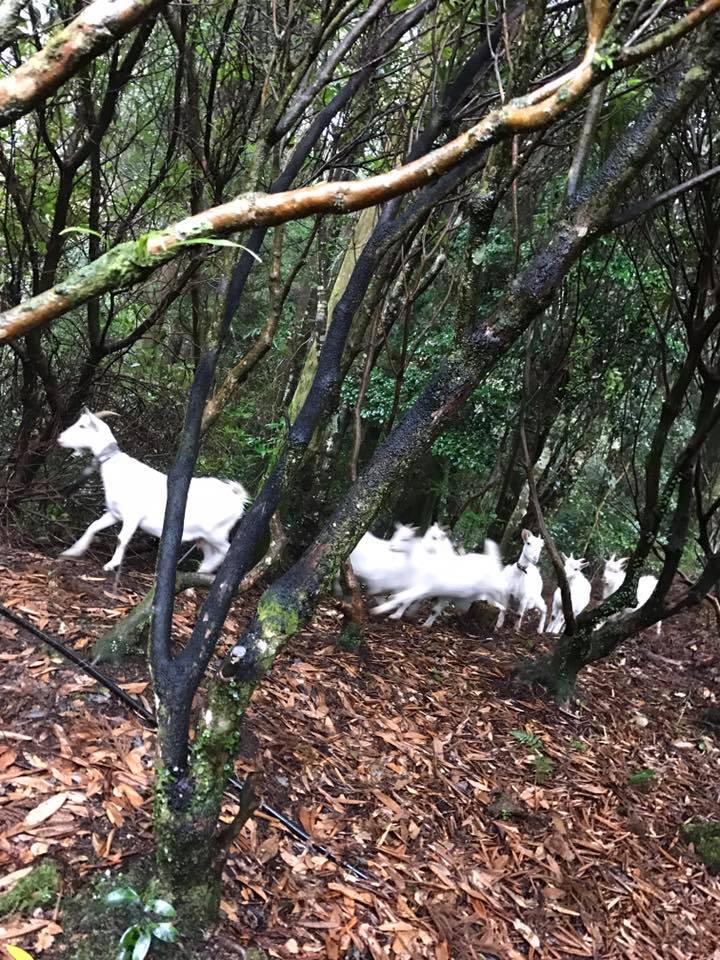 近所のヤギが8頭逃げ出して大捕物