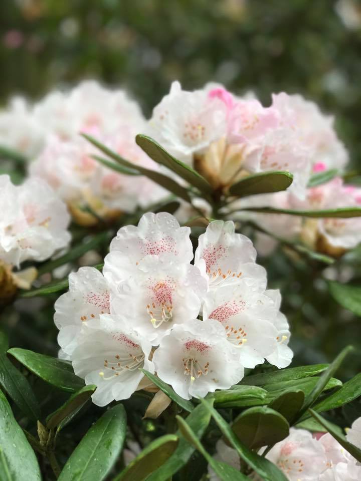 5月4日しゃくなげの森開花情報