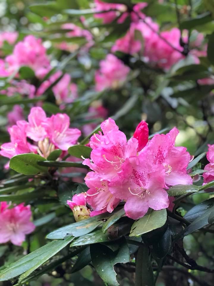 4月18日しゃくなげの森開花情報