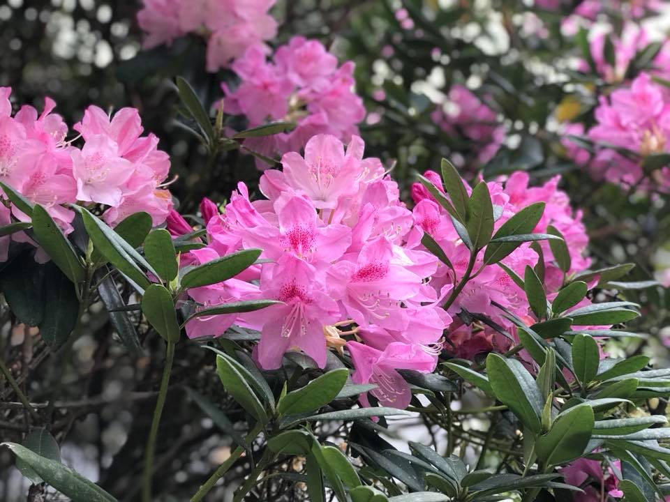 4月25日しゃくなげの森開花情報