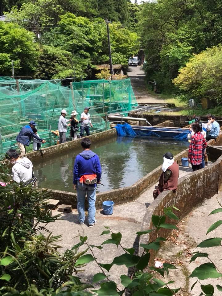 ヤマメ釣り盛り上がっています