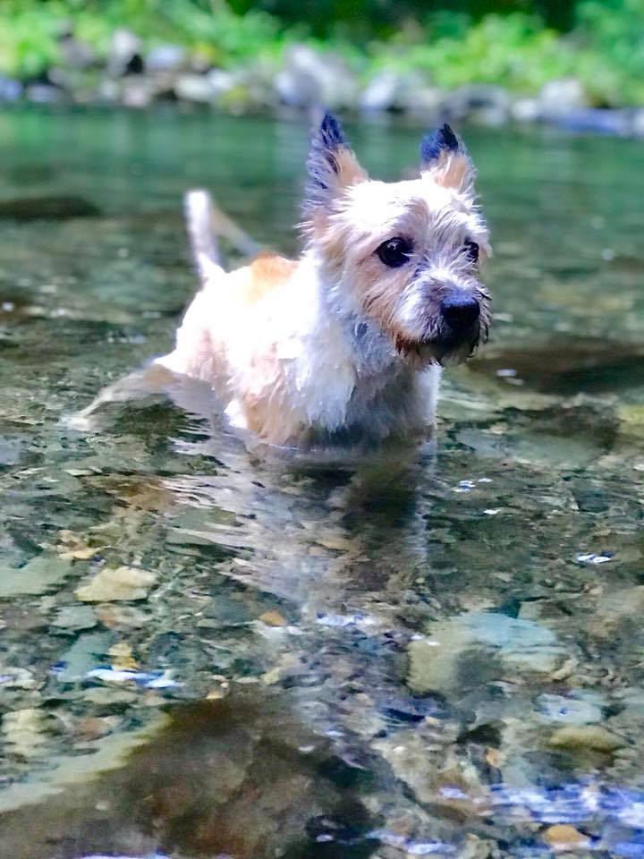 愛犬と一緒にクールダウン