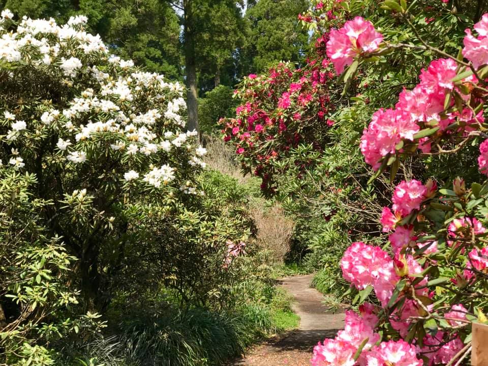 3月30日しゃくなげの森開花情報