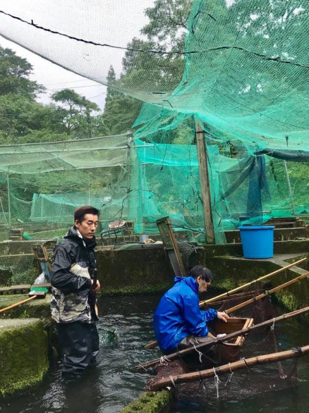 梅雨、ヤマメの選別作業