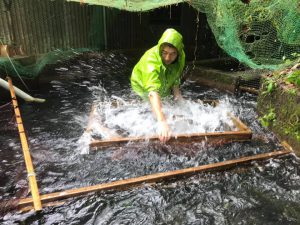 ヤマメ親魚の雌雄鑑別