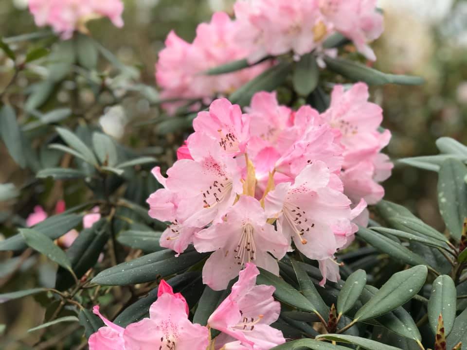 4月4日のしゃくなげの森開花情報