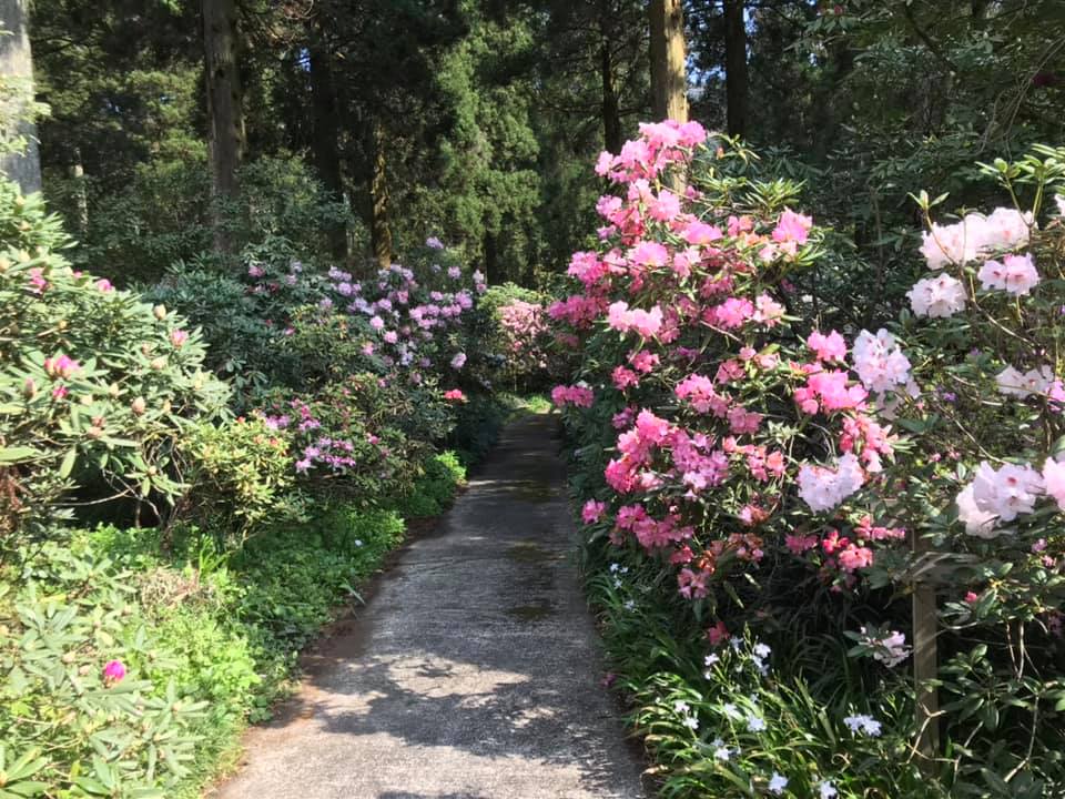 4月6日のしゃくなげの森開花情報