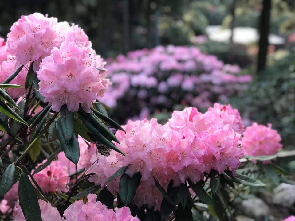 4月13日しゃくなげの森開花情報