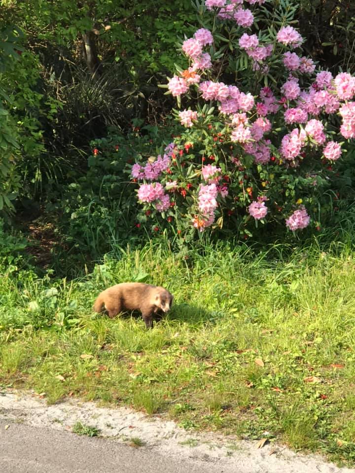 珍客が来園