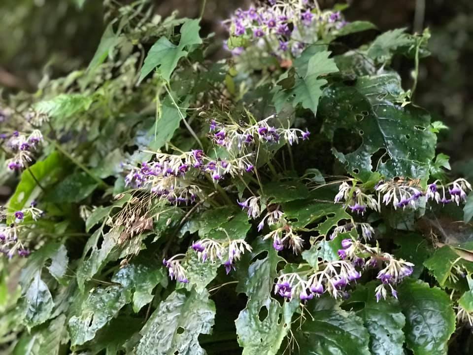 イワタバコ