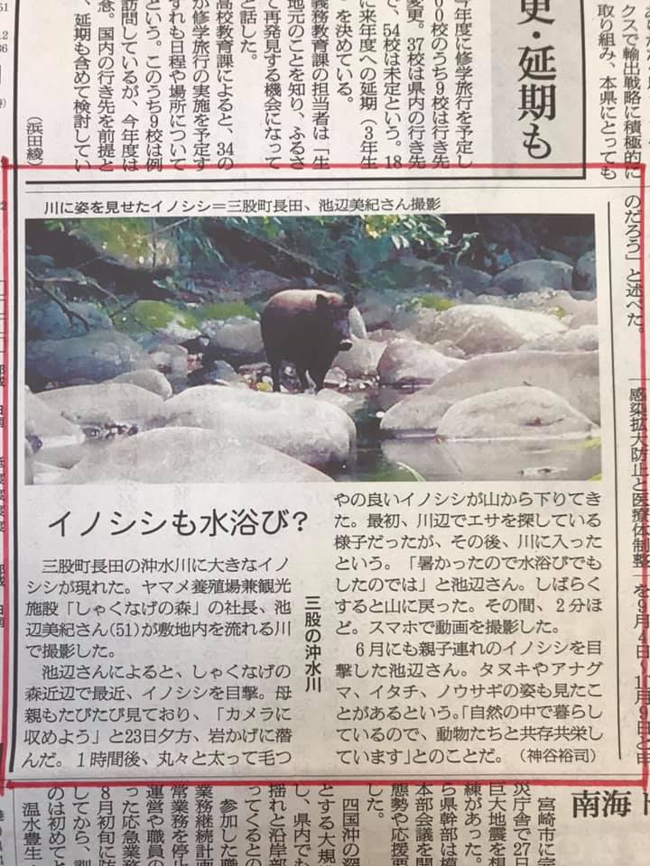 イノシシも水浴び？