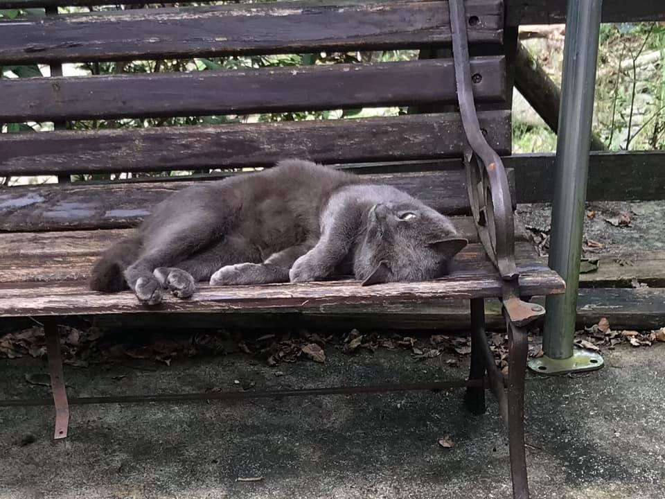 食後のまどろみ