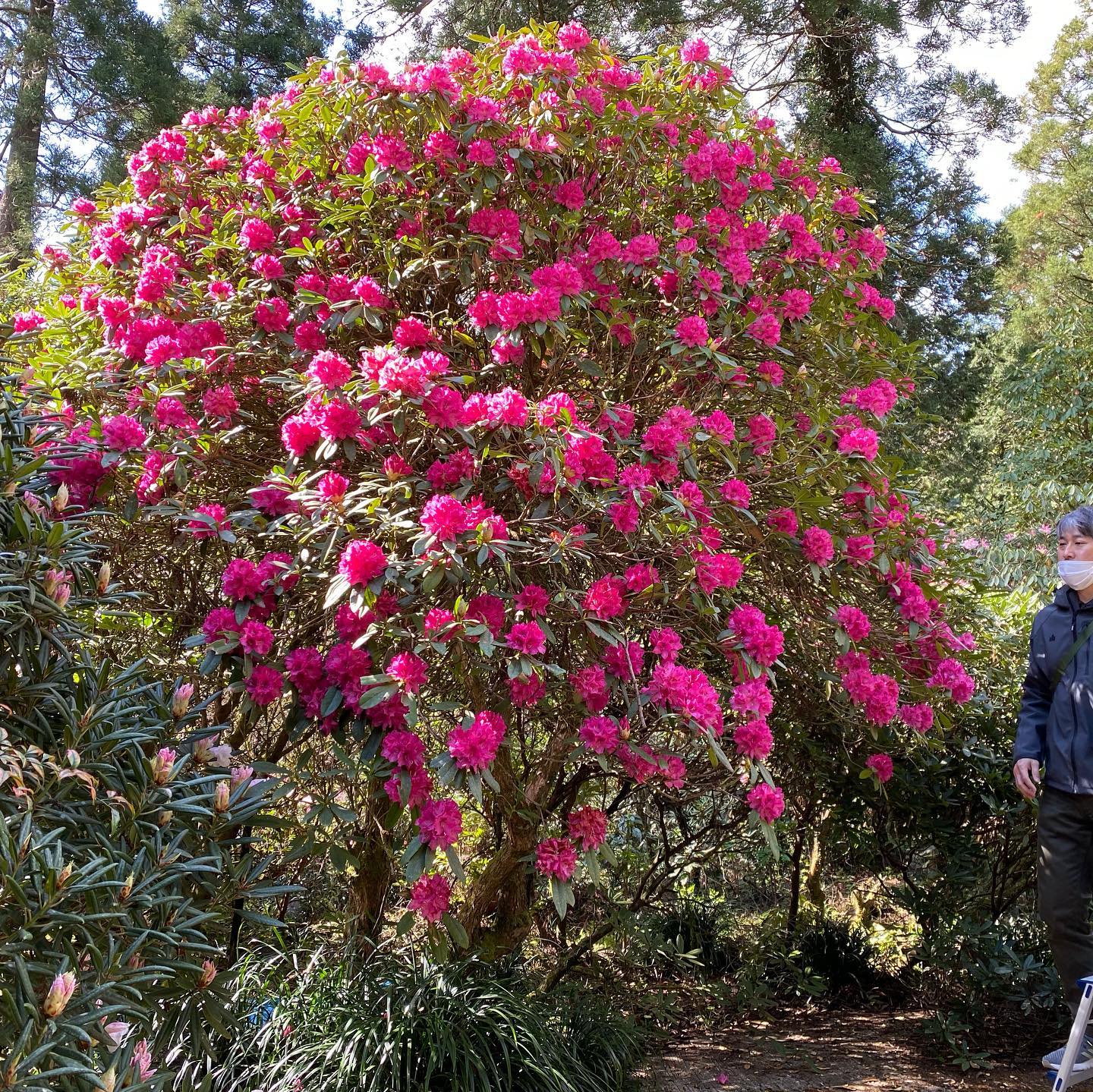 3月28日しゃくなげの森開花情報