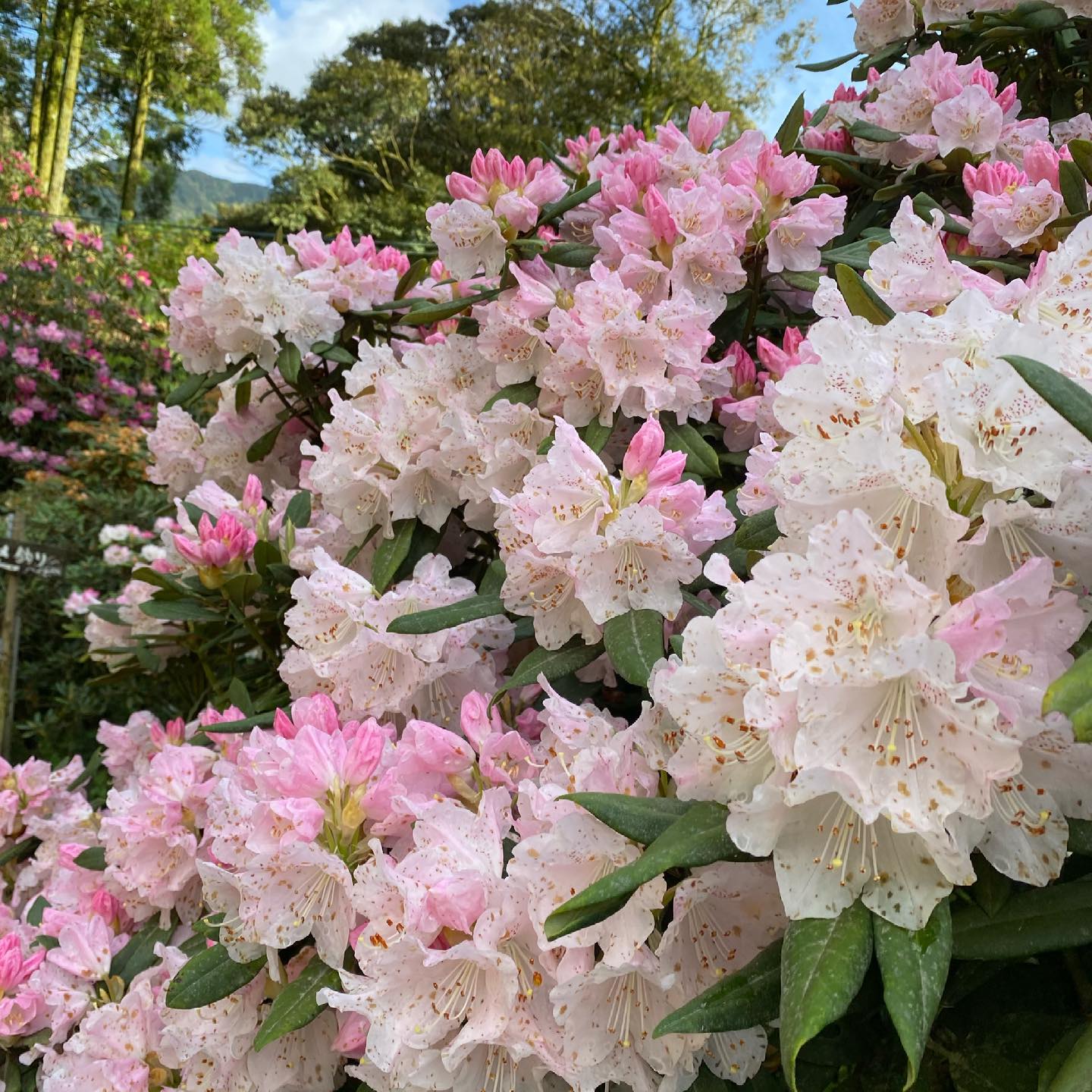 4月13日しゃくなげの森開花情報