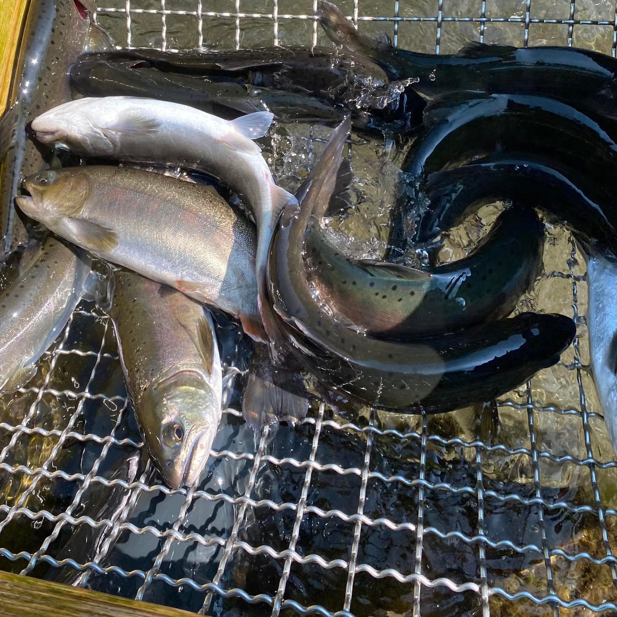 もうすぐヤマメ釣り解禁