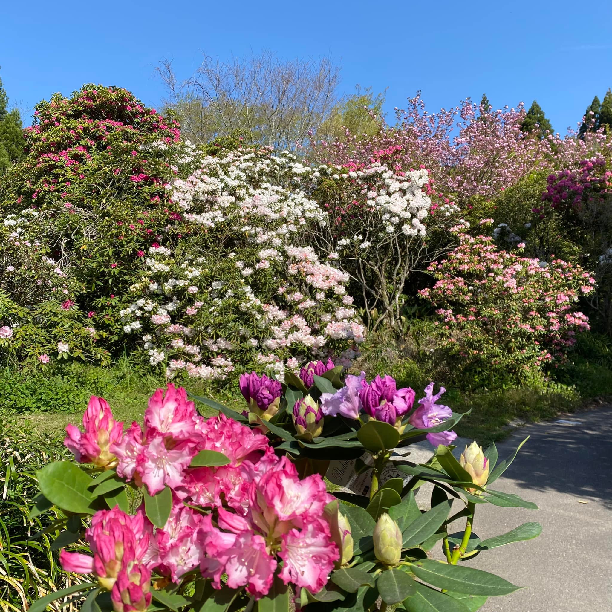 4月10日しゃくなげの森開花情報