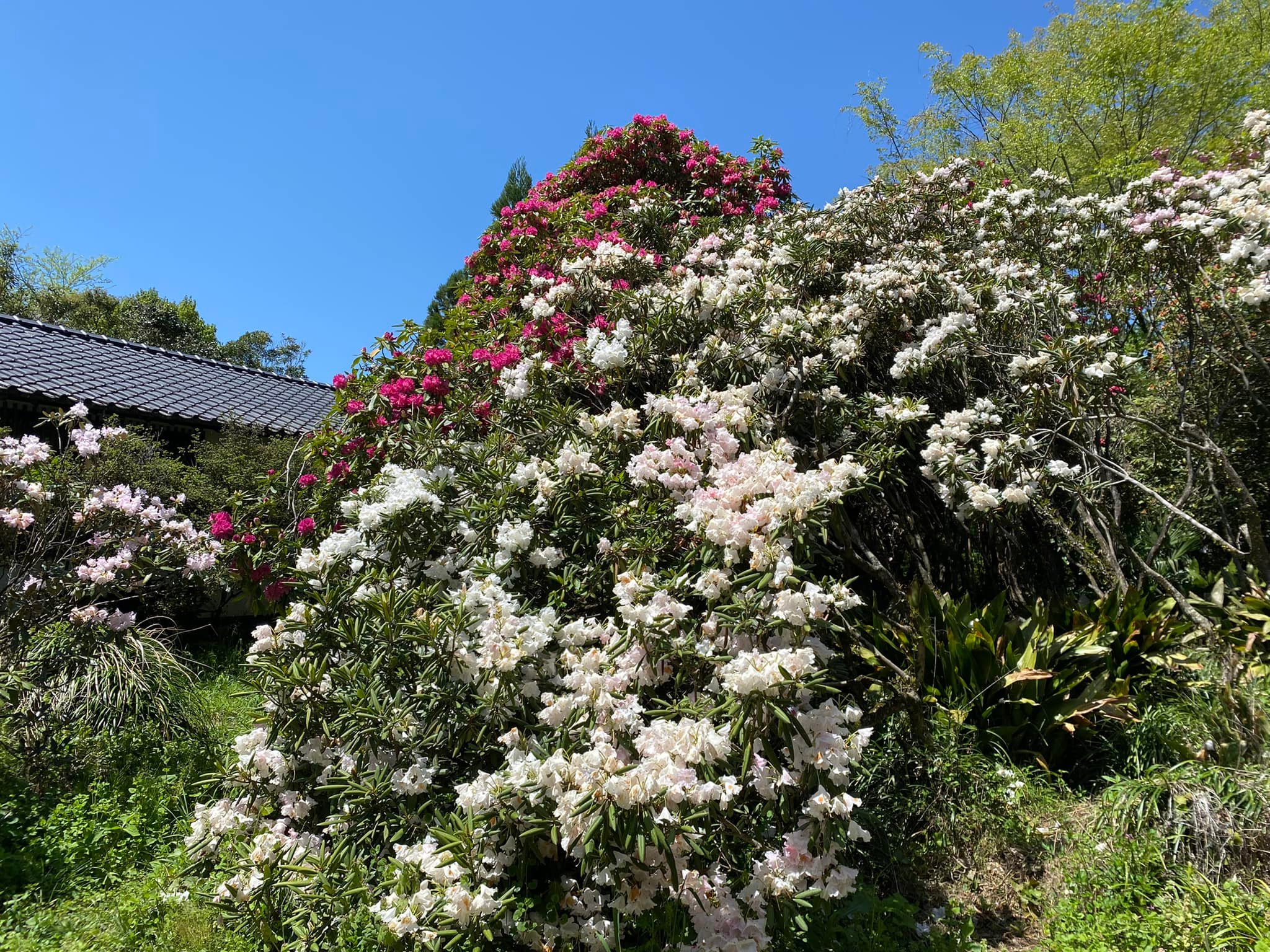 4月16日しゃくなげの森開花情報