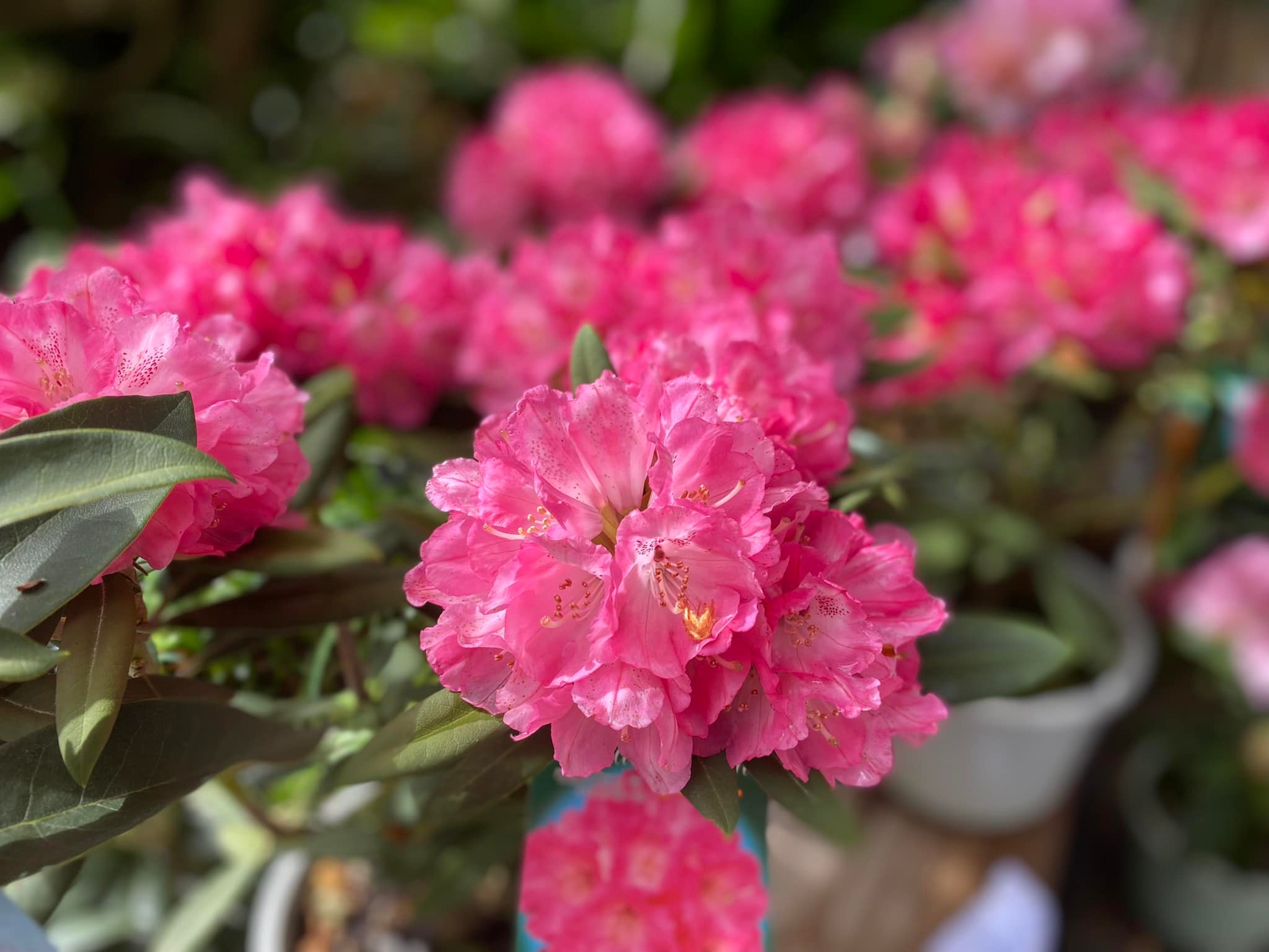 4月17日しゃくなげの森開花情報