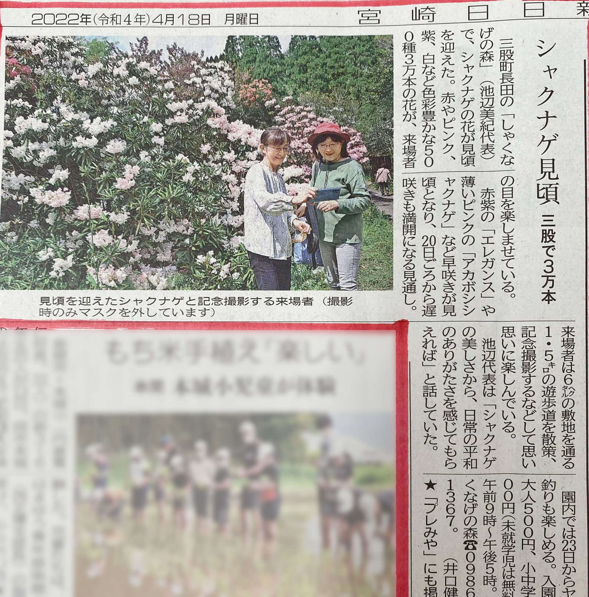 宮崎日日新聞にしゃくなげの森を取り上げていただきました。