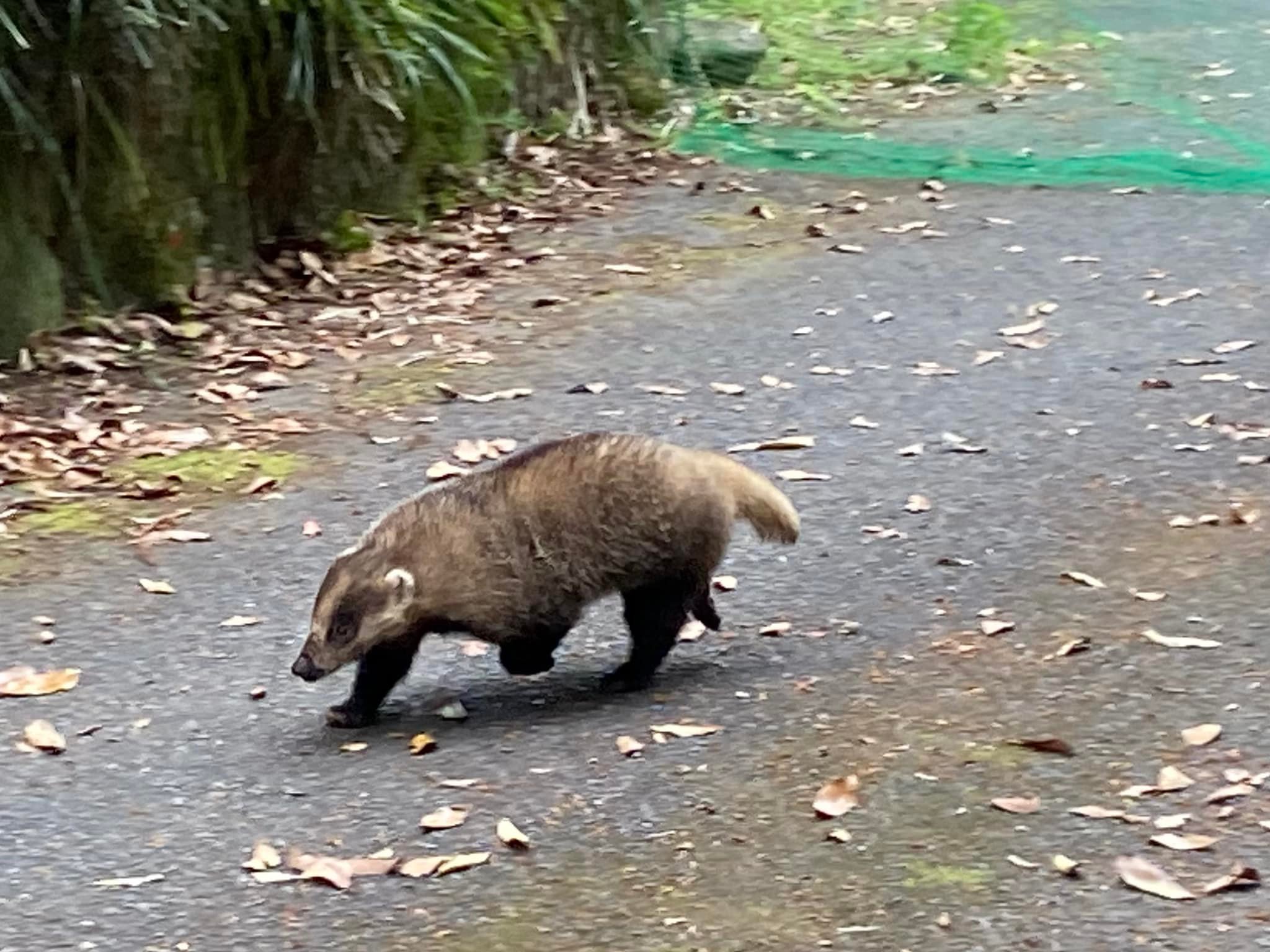 アナグマ出現