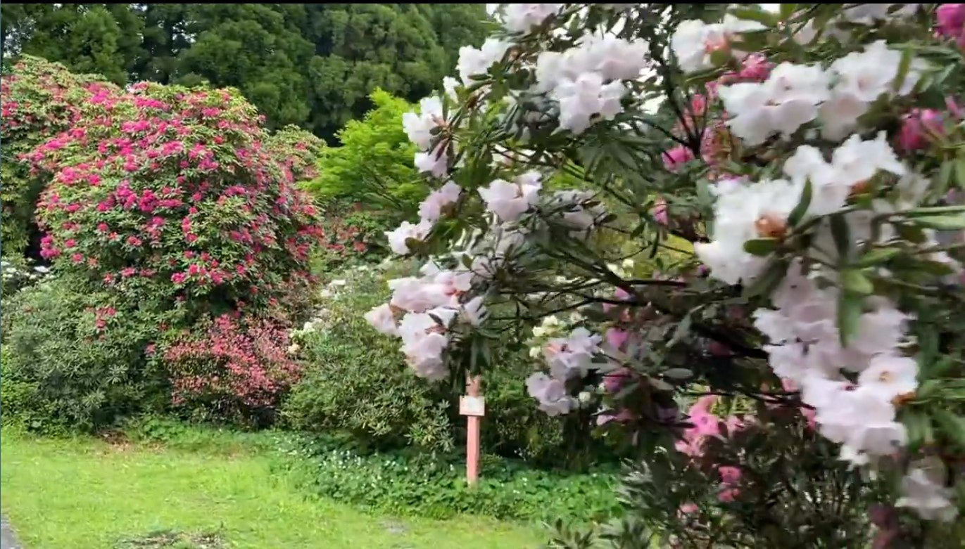 4月14日しゃくなげの森開花情報