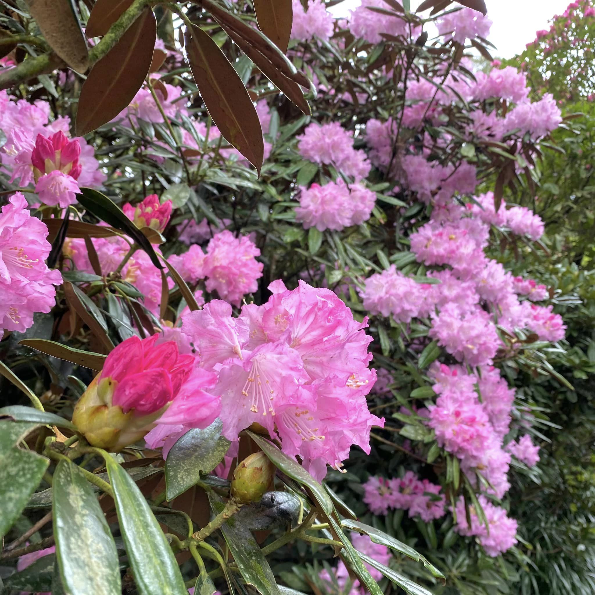 4月15日しゃくなげの森開花情報