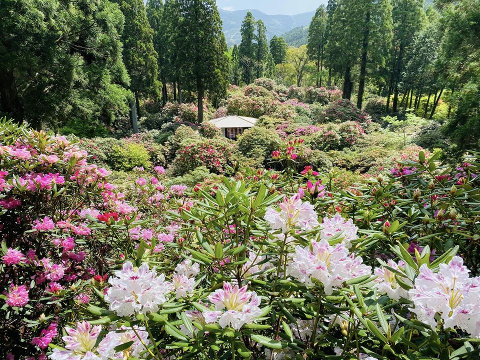 しゃくなげの森展望所から