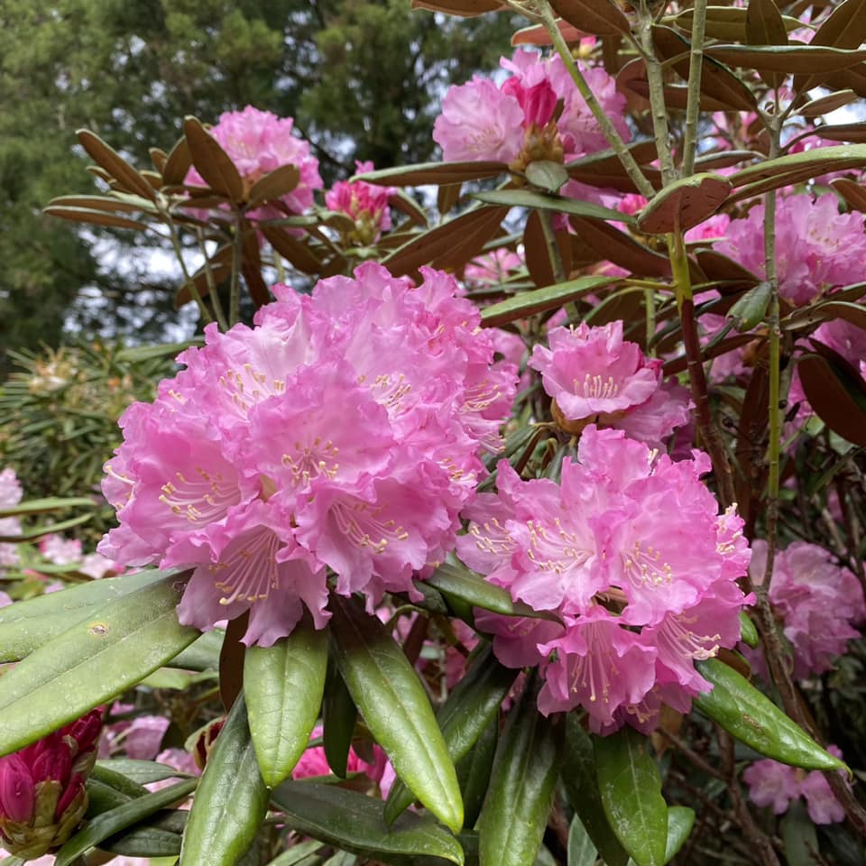 4月17日しゃくなげの森開花情報